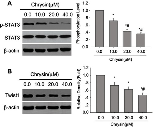 Figure 4 Chrysin inhibits p-STAT3 and Twist1 protein expressions in SMMC-7721 cells. Western blot analysis was performed with anti-p-STAT3 (Tyr705) antibody, anti-STAT3 antibody or Twist1 antibody; β-actin was used as an internal control. (A) Representative blots of p-STAT3 expression in SMMC-7721 cells from three independent experiments. (B) Representative blots of Twist1 expression in SMMC-7721 cells from three independent experiments.; *p<0.05 vs 0.0 μM chrysin group; #p<0.05 vs SMMC-7721 cell line treated with 10.0 μM chrysin.