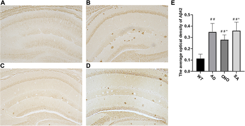 Figure 5 Effect of activation of RMTg nucleus on Aβ deposition (A–D) Aβ42 deposition in the hippocampus (20×) a: WT group, b: AD group, c: CNO group, d: SA group. (E) The average optical density of Aβ-42 in the brain. Compared with the WT group, #P<0.05, # #P<0.01; Compared with AD group, *P<0.05, **P<0.01; Compared with AD group, ^P>0.05.