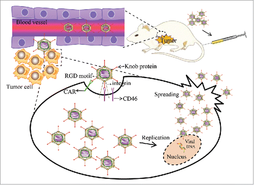 Figure 2. The mechanism of the antitumor effect of vectors incorporating the novel chimeric fiber Ad5/F35 adenovirus. Ad5/F35 first attaches to cells via CD46 or CAR. Once attached, the RGD motif in the penton base interacts with integrin to promote endocytosis and internalization of the adenovirus. Ad5/F35 then lyses the tumor cells via apoptosis. The released adenoviruses infect adjacent tumor cells.