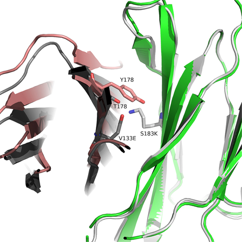 Figure 1. Structural analysis of the CH1-CL interface with kappa and lambda LCs. Structural alignment of the engineered CH1-Cκ interface (S183K CH1, V133E Cκ; PDB ID 5TDN; gray) with the wild-type CH1-Cλ complex (PDB ID 4LLD; CH1, green; Cλ, red). In this alignment, the Cλ residue Y178 exhibits significant steric clash with the engineered CH1 residue S183K.