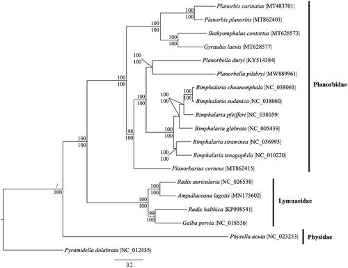 Figure 1. Phylogenetic reconstruction of mitogenomes (11 protein-coding genes and 2 rRNA genes) of Planorbella pilsbryi, 17 additional sequences from superorder Hygrophila, and 1 outgroup species, Pyramidella dolbrata, from superfamily Pyramidelloidea. Sequences were analyzed using maximum likelihood (ML) and Bayesian inference (BI). The Bayesian inference tree is shown. Numbers above each node are ML bootstrap values, while Bayesian posterior probabilities are displayed under each node.