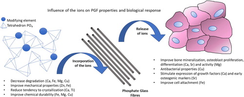 Figure 1. Influence of metallic ions on PGF properties and cell response.