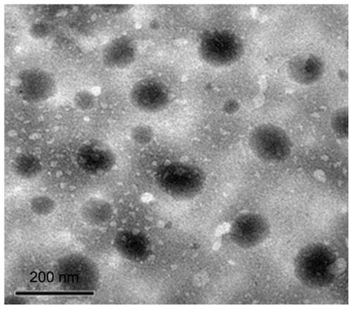 Figure 3 Transmission electron microphotography of paeonol microemulsion.