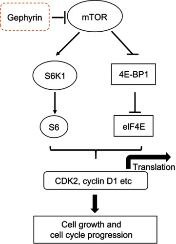 Figure 6 Schematic illustration of the underlying mechanism of gephyrin reducing LUSC development.Abbreviations: CDK2, cyclin-dependent kinase 2; LUSC, lung squamous cell adenocarcinoma.