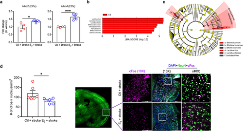 Figure 4. Replacement of E2 restores mucin gene expression in colonic ECs, alters microbiome profiles, and reduces a marker of neuronal hyperactivity in the brain of aged stroke females.