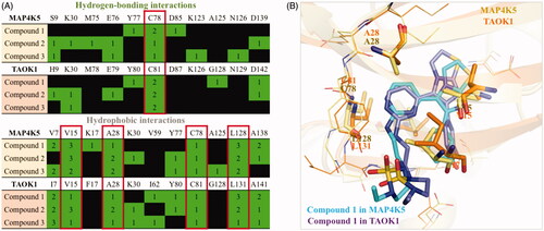 Figure 5. Common interactions of dual inhibitors in MAP4K5 and TAOK1. (A) Hydrogen-bond and hydrophobic interactions for each compound in MAP4K5 and TAOK1 are listed in green. Common interactions between the target kinases is highlighted in red box. (B) The docking pose of compound 1 in MAP4K5 (blue) and TAOK1 (purple) is overlaid. Common interacting residues in target kinase binding site is listed as shown and represented as sticks.