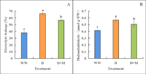 Figure 2. Effects of exogenous melatonin treatment on electrolyte leakage (A) and MDA content (B) of soybean leaves under drought stress. WW: normal water supply; D, drought stress treatment; D + M, drought stress treatment + melatonin treatment. These values are the average of three replicates of three independent experiments. The difference between different treatments was significant (p < 0.05).