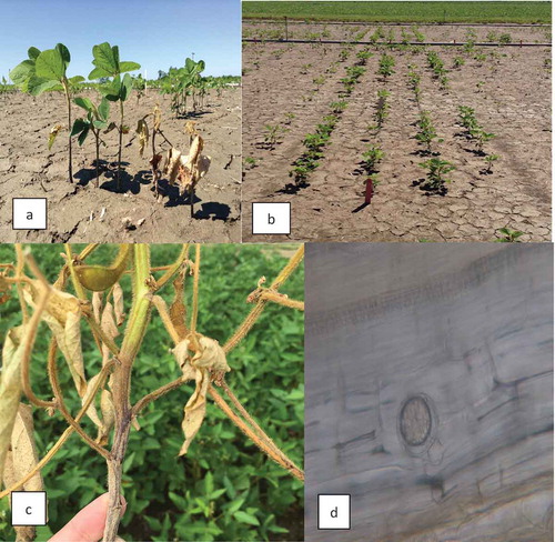 Fig. 1 (Colour online) Phytophthora sojae infection of susceptible cultivars during the growing season. (a, b) Early season symptoms include seed rot or skips in the rows and seedling damping-off. (c) Symptoms of late season infections have the characteristic chocolate-brown stem canker combined with overall wilting and early plant death. (d) In both early and late season infections, oospores will develop in the tissue which allow long-term survival in the soil.