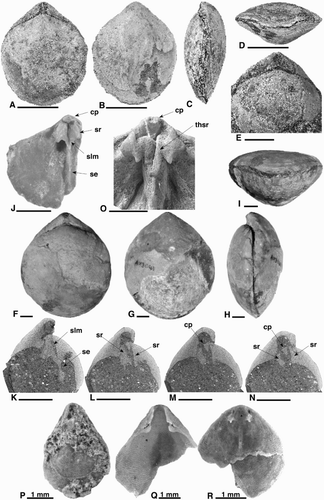 Figure 5. A–N, ‘Pachymagas’. A–D, MA91060a. Juvenile specimen. A, Dorsal exterior. B, Ventral exterior. C, Lateral exterior. D, Anterior commissure. E, MA91060b. Mid-sized specimen. Dorsal exterior. F–I, B641. Adult specimen. F, Dorsal exterior. G, Ventral exterior. H, Lateral exterior. I, Sulcate anterior commissure. J, B642. Cardinalia of partial dorsal valve of mid-sized specimen. K–N, Images from CT scan of MA91060b. Figure K is the most dorsal, L–N are progressively more ventral. O, B643. Swollen cardinalia of adult specimen. P–R, OU54765a‐c. Terebratellidae indet. P, Whole juvenile specimen. Q, Partial ventral valve. R, Partial dorsal valve. All scale bars 5 mm unless indicated otherwise. cp, cardinal process; se, septum; slm, septalium; sr, socket ridge; thsr, thickened socket ridge. B = University of Auckland School of Environment, MA = Auckland Museum, OU = University of Otago Geology Museum, Dunedin.