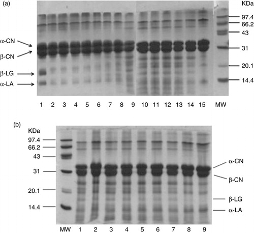 Figure 2. SDS-PAGE analysis of milk proteins during fermentation by Lactobacillus rhamnosus GG (a) and cold storage at 4 °C (b). (a) Lane 1: unheated milk; lane 2: unfermented milk; lanes 2–15: fermented milk at different fermentation time, lane 2: 0 h; lane 3: 2 h; lane 4: 4 h; lane 5: 6 h; lane 6: 8 h; lane 7:10 h; lane 8: 12 h; lane 9: 14 h; lane 10: 16 h; lane 11: 18 h; lane 12: 20 h; lane 13: 24 h; lane 14: 36 h; lane 15: 48 h; MW: molecular weight markers. (b) MW: molecular weight markers; lane 1: fermentation 24 h; lane 2–9: fermented milk at different cold storage time, lane 2:6 h; lane 3: 12 h; lane 4: 1d; lane5: 3d; lane 6: 5d; lane 7:7 d; lane 8:14 d; lane 9: 21 d.