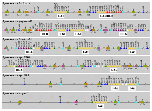 Figure 2. Genomic arrangements of CRISPR arrays and cas modules within pyrococcal genomes. The nomenclature and classification is based on the polythetic classification proposed by Makarova and collaborators.Citation7 The pyrococcal subtype IA system is organized in two distinct effector modules denoted I-A1 and I-A2 modules. Note that the subtype I-A system is defined upon the presence of the cas8a1/cst1 and cas8a2/csx9/csa4 signature genes as referred in Makarova et al. and in Haft et al.Citation7,Citation49 The CRISPR arrays extracted from CRISPRdbCitation1 in each genome are denoted by long arrows with guide sequences in green. Note that some of the CRISPR arrays are reoriented to preserve the most conserved direct repeat proximal to the leader sequence.Citation53 Group 1 direct repeats (DRs) associated to the subtype I-A system are represented in orange, whereas the Group 2 DRs connected to the subtype III-A system are in pink (see Table 1). The number of their repeats is indicated in parenthesis. Effector cas genes are represented in yellow for subtype I-A, red for subtype III-B and purple for subtype III-A. The csx1 genes that encode putative transcriptional regulators are indicated in green. The cas1, cas2 and cas4 genes forming the informational module involved in the CRISPR adaptation phase are in blue. The cas6 genes, encoding a processing factor of pre-crRNA are in cyan. Additional uncharacterized open reading frames embedded in cas loci are indicated by white triangles (ND, not determined). Note that this schematic representation is not to scale.