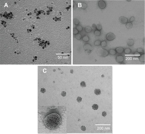 Figure 2 TEM images.Notes: (A) Fe3O4 NPs; (B) blank cerasomes; and (C) PLMCs.Abbreviations: NPs, nanoparticles; PLMCs, paclitaxel-loaded magnetic cerasomes; TEM, transmission electron microscopy.
