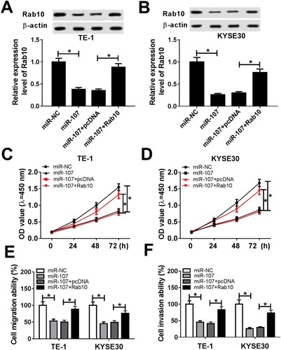 Figure 8 Rab10 counteracted the inhibitory effect on cell proliferation, migration and invasion in ESCC induced by miR-107 mimic. (A–F) The TE-1 and KYSE30 cells were transfected with miR-NC, miR-107, miR-107 + pcDNA or miR-107 + Rab10. (A, B) The level of Rab10 was measured by qRT-PCR. (C, D) The cell viability was monitored via CCK8 assay. (E, F) The migration ability and invasion ability were assessed by Transwell assay. *P<0.05.