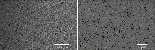FIG. 4 Scanning electron micrographs of filters: PTFE filter (left), PC filter (right).