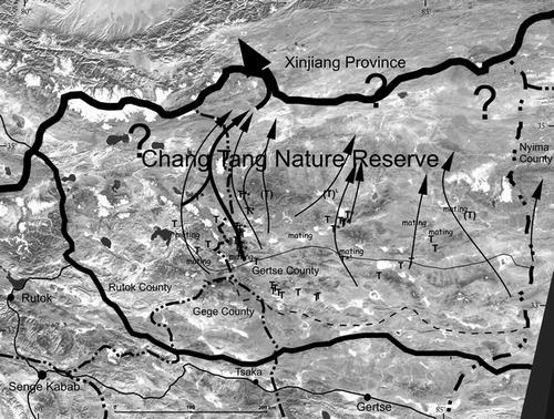Figure 5 Locations of dzaekha, diversionary trap systems for Tibetan antelope, in northern Gertse and Rutok counties, Ngari Prefecture, Tibet Autonomous Region, China. “T” denotes trap sites; those in parentheses are locations visually pointed out to us by locals but which we did not visit. Migratory routes for female Tibetan antelope were described and pointed out to us by local herders and/or former hunters. The thick arrows represent a known major migratory route to a known calving area, whereas the question marks indicate current lack of knowledge regarding the northern portion of migration routes and calving area destinations. The solid line near the south end of the migration routes represents the approximate current southern limit of antelope winter use, whereas the dashed line below that is the approximate limit within memory of the old men we interviewed. See Figure 1 for scale.