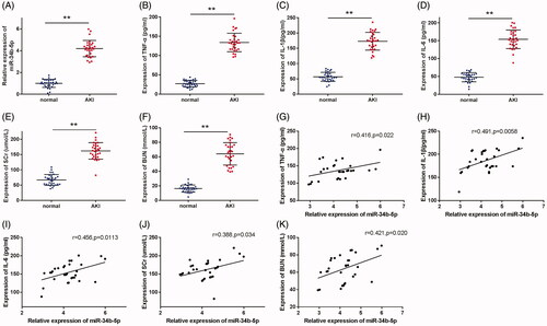 Figure 1. miR-34b-5p is highly expressed in septic AKI patients. Notes: (A) qRT-PCR detected the expression of miR-34b-5p in the serum of septic AKI patients and healthy volunteers; ELISA detected the serum levels of TNF-α (B), IL-1β (C), IL-6 (D), SCr (E), and BUN (F) in septic AKI patients and healthy volunteers; Pearson correlation coefficient measured the correlation between the expression level of miR-34b-5p and the levels of TNF-α (G), IL-1β (H), IL-6 (I), SCr (J), and BUN (K) in the septic AKI patients. **P < 0.01, compared to the normal group. AKI: acute kidney injury.