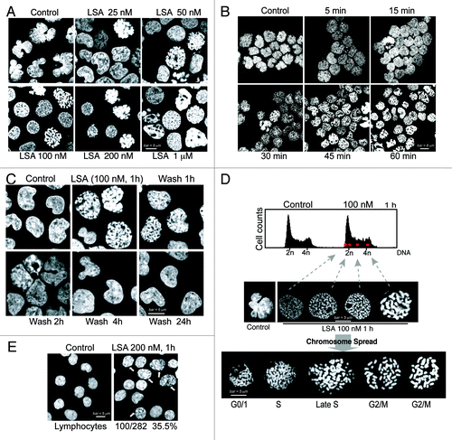 Figure 2. Lasonolide A induces rapid and reversible premature chromosome condensation at nanomolar concentrations. A-D. Rapid, extensive and reversible induction of premature chromosome condensation (PCC) by Lasonolide A (LSA) in Burkitt’s lymphoma CA46 cells. After LSA treatment, cells were cytospun and stained with propidium iodide (PI). Representative images are shown. (A) Concentration response for PCC induction. Cells were treated with increasing concentrations of LSA for 1 h. (B) Time-course of PCC induction. Cells were exposed to LSA (100 nM) for the indicated times. (C) Reversibility of LSA-induced PCC upon drug removal. After 1 h treatment with 100 nM LSA, cells were cultured in drug-free medium for 1, 2, 4 or 24 h. (D). LSA induced PCC in all phases of the cell cycle. Cells treated with 100 nM LSA for 1 h were subjected to FACS with PI staining (upper panel). Red dots represent the FACS location of four representative cells in different cell cycle phases. Middle: representative nuclear morphologies for isolated cells (left) at different cell cycle phases. Bottom: chromosome spread by hypotonic treatment. Representative morphologies of spread chromosomes at different cell cycle phases are shown. (E). Induction of chromatin condensation in non-replicating human primary lymphocytes treated with 200 nM LSA for 1 h. PI staining was used to stain nuclear DNA. The arrows indicate the nuclei with condensed chromatin, and the numbers and percentage indicate the ratio of positive lymphocytes with condensed chromatin.