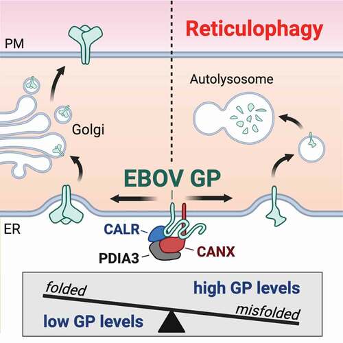 Figure 9. A model of how protein-folding machinery regulates EBOV-GP expression in the ER. PDIA3 interacts with CANX and CALR, which comprises the CANX-CALR cycle in the ER that promotes N-glycosylated protein folding. However, this protein-folding machinery acts as a double-edged sword during EBOV infection. It can increase the GP expression by promoting its folding for viral infection. Alternatively, it also decreases the GP expression by degradation via reticulophagy for cell survival. Thus, PDIA3 increases the viral fitness by tightly controlling the levels of GP expression during ebolavirus infection.