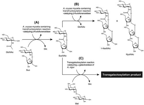 Fig. 1. Schematic representation of the synthesis of several GlcNAc-containing oligosaccharides using transglycosylation-catalyzing glycosidases.