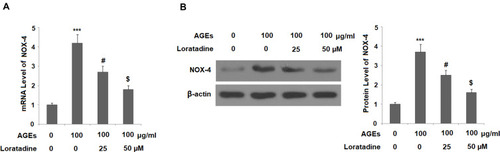 Figure 3 Treatment with loratadine reduced AGE-induced expression of NADPH oxidase 4 (NOX4) in human SW1353 chondrocytes. Cells were stimulated with AGEs (100 μg/mL) in the presence or absence of loratadine (25, 50 µM) for 24 h. (A) mRNA of NOX4; (B) Protein expression of NOX-4 (***P<0.0001 vs vehicle group; #P<0.01 vs AGEs group; $P<0.01 vs AGEs+25 µM loratadine).