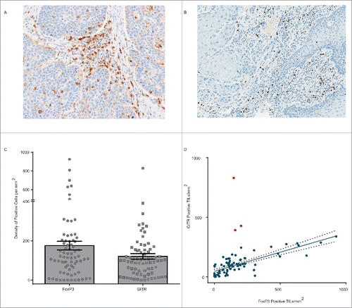 Figure 5. Relationship between GITR and FoxP3 expression in primary human tumors. (A) GITR positive tumor-infiltrating lymphocytes, at 20× magnification, in squamous cell cancer of the head and neck identified by immunohistochemical staining. (B) FoxP3 positive tumor-infiltrating lymphocytes, at 20× magnification, in squamous cell cancer of the head and neck identified by immunohistochemical staining. (C) Density of FoxP3 (left) and GITR (right) expressing cells per mm3, assessed by manual counting, of sections from 76 human FFPE tumor samples. Error bars represent the SEM. (D) Correlation between the density of GITR positive and FoxP3 positive cells within the samples illustrated in ©. Red dots indicate outlying samples with respect to the overall pattern of correlation.