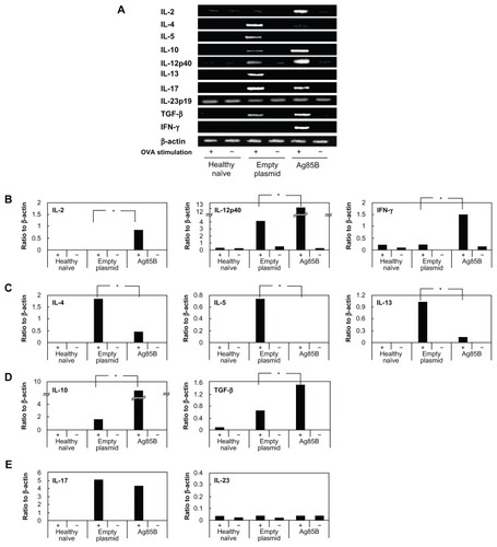 Figure 5 Detection of cytokine messenger ribonucleic acid from lymphocytes using real-time polymerase chain reaction. Spleen cells were stimulated in vitro with OVA for 1 day in culture. Spleen cells stimulated with fetal calf serum were used as controls. Total ribonucleic acid was purified from the OVA-stimulated or fetal calf serum (control)-stimulated spleen cells using Isogen (Nippon Gene Co, Ltd, Tokyo, Japan) following the manufacturer’s instructions. For the real-time reaction, a reverse transcription system (Promega Corporation, Fitchburg, WI) was used. Polymerase chain reaction was performed in a total volume of 50 μL of 1 × polymerase chain reaction buffer (Takara Shuzo, Kyoto, Japan) containing 0.5–1.0 μg of complementary DNA, 0.25 mM of each deoxyribonucleotide triphosphate, 2 μM of each primer, and 2.5 U of Taq DNA polymerase (Takara Shuzo). The specific primer pairs used were previously described.Citation15 The samples were amplified for 30–35 cycles under the following conditions: annealing for 30 seconds at 56°C, extension for 1 minute at 73°C, and denaturation for 30 seconds at 93°C. (A) The reaction products were analyzed on 2% agarose, Tris-buffered ethylenediaminetetraacetic acid gels. (B–E) Photographs of the gels were scanned, and band intensities were measured using a densitometer (CS Analyzer 3.0; ATTO Corporation, Tokyo, Japan). The quantity of cytokine messenger ribonucleic acid was determined by the ratio of cytokine and beta actin band intensities.