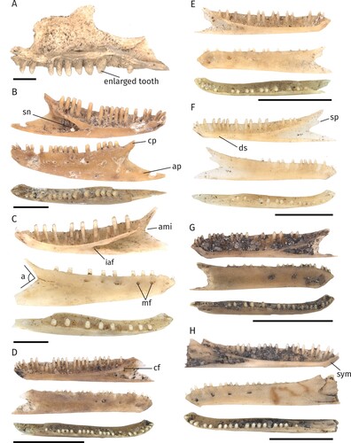 FIGURE 2. Different morphotypes of the Egerniinae and Eugongylinae subfamilies. Scale bars equal 2.5 mm. A, right maxilla of Tiliqua nigrolutea (NMV P254415) in medial view. B, left dentary of Liopholis sp. morph 1 (NMV P254587). C, right dentary of Liopholis sp. morph 2 (NMV P256193). D, right dentary of Eugongylinae indet. morph 1 (NMV P256348). E, left dentary of Eugongylinae indet. morph 2 (NMV P254639). F, right dentary of Eugongylinae indet. morph 3 (NMV P256359). G, right dentary of Eugongylinae indet. morph 4 (NMV P256336). H, left dentary of Eugongylinae indet. morph 5 (NMV P254379). B–H, lingual, labial and occlusal views (from top to bottom). Abbreviations: a, angle formed by the intersection of the posterior margins of the dorsal and angular processes; ami, anterior-most inflection between the coronoid process and the angular process; ap, angular process; cf, coronoid facet; cp, coronoid process; ds, dental sulcus; iaf, inferior alveolar foramen; mf, mental foramina; sn, splenial notch; sp, surangular process; sym, symphysis.