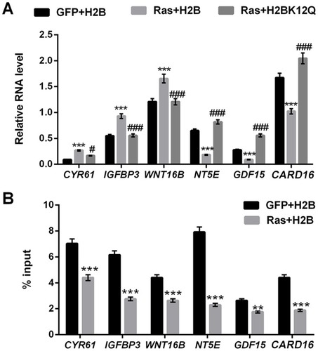 Figure 3 H2BK12ac is involved in regulating the transcription of ERK1/2-targeted genes. (A) The relative RNA level of CYR61, IGFBP3, WNT16B, NT5E, GDF15 and CARD16 were analyzed by using RT-qPCR. (B) The relationship between H2BK12ac and these transcription genes was assessed by using ChIP assay. ***P < 0.001: Ras+H2B vs GFP+H2B; #P < 0.05, ###P < 0.001: Ras+H2BK12Q vs Ras+H2B.Abbreviations: H2BK12ac, histone H2B acetylated on lysine 12; RT-qPCR, reverse transcription-quantitative PCR; ChIP, chromatin immunoprecipitation.