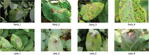 Figure 2. Examples of potato early blight and late blight in each period.