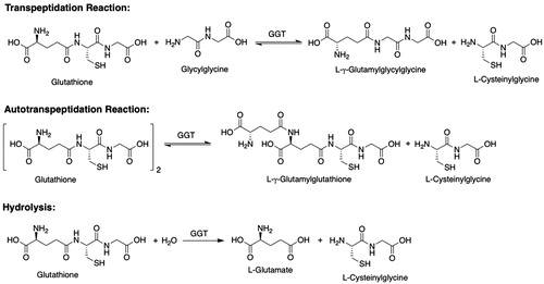 Figure 18. γ-Glutamyltransferase-catalyzed transpeptidation, autotranspeptidation, and hydrolysis reactions.