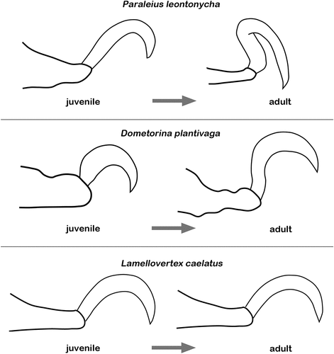 Figure 5. Possible developmental modifications of median claws range from no conspicuous change at all (L. caelatus/Licneremaeoidea) to extreme change of shape due to drastic change in lifestyle (P. leontonycha/Oripodoidea). Lateral claws of D. plantivaga (Oripodoidea) and P. leontonycha were omitted for clearer presentation. Depictions of D. plantivaga modified after Grandjean (Citation1950b) and of P. leontonycha after Ermilov & Khaustov (Citation2016)