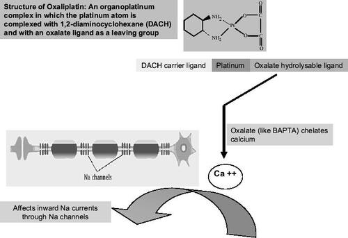Figure 1 Postulated mechanism underlying the pathogenesis of neurotoxicity caused by oxaliplatin. Na+ channelopathy: the theory that an oxalate affects the sodium channels has been entertained by other researchers as well. Oxalate is released intracellularly from oxaliplatin by bicarbonate ions. Oxalate and BAPTA, another calcium chelator, have produced effects on inward sodium currents in invertebrate models similar to those seen with oxaliplatin.