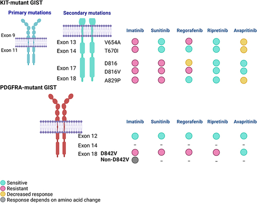 Figure 2 Distribution of mutated exons in GIST and drug sensitivity data reported in in-vitro studies. *Data from Serrano et al, 2019.Citation23 (half maximal inhibitory concentration (IC50) > 500 nM suggests resistant), Smith et al, 2019.Citation17 (IC50 >1000 nM suggests resistant), Gebreyohannes et al, 2019,Citation18 Apsel Winger et al, 2019,Citation24 and Heinrich et al, 2018.Citation25 Image created with BioRender.com. **D816 in this figure includes D816E and D816H.