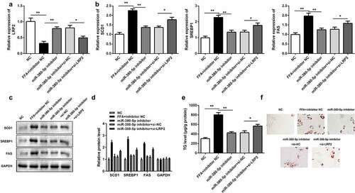 Figure 6. Effects of LRP2 knockdown on TG/lipid accumulation and lipogenesis in miR-380-5p-inhibited LO2 cells. (a) miR-380-5p expression level in LO2 cells cotransfected with the miR-380-5p inhibitor and si-LRP2. (b) mRNA and (c and d) protein levels of SCD1, SREBP1, and FAS in the miR-380-5p inhibitor- and si-LRP2-cotransfected cells. (e) TG level and (f) lipid deposition in the miR-380-5p inhibitor- and si-LRP2-cotransfected cells. *P < 0.05 vs. control or miR-380-5p mimic + si-NC