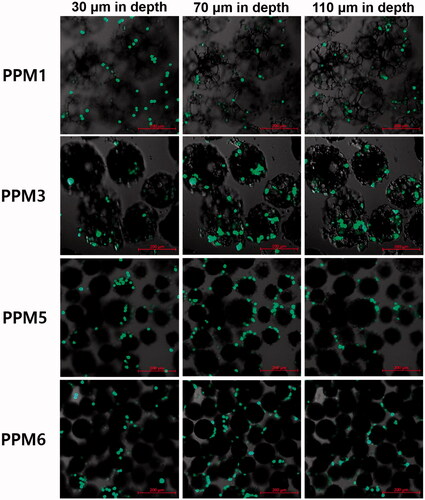 Figure 5. Cell distribution in PPM1, 3, 5 and 6 observed at different depths using a confocal laser scanning microscope. Fifty thousand cells were added to the microspheres (5 mg) contained in the cell culture media (500 μL) in each well of a 48-well plate, and they were then incubated for 24 h in a CO2 incubator.