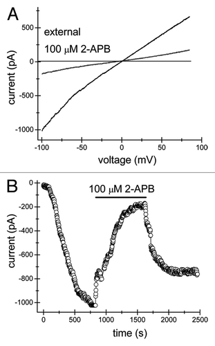 Figure 2. 2-APB inhibits TRPM7 channels from extracellular but not intracellular face of the plasma membrane. Recordings of TRPM7 currents were performed with 1 mM HEPES as described in the Figure 1 legend. (A) Monovalent TRPM7 current-voltage relations obtained in the absence and presence of external 100 µM 2-APB when the intracellular solution contained 100 µM 2-APB. (B) 100 µM 2-APB-containing pipette solution did not prevent normal activation of TRPM7 currents in Jurkat T cells. Addition of extracellular 2-APB at the same concentration inhibited the current as in Figure 1A, B and D.