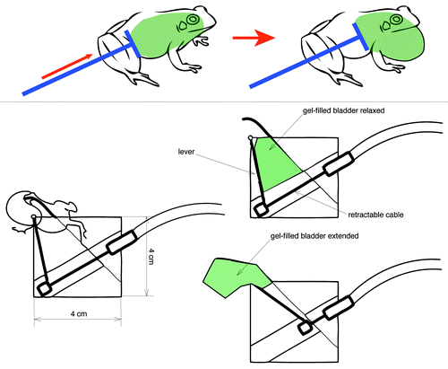 Figure 3. Premise for possible alternative designs of model frog with extendable vocal sac made of gel-filled balloon.