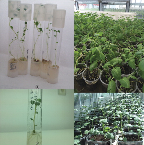 Figure 2. Effects of different growth regulators on shoot regeneraton from callus (a), in vitro rooting (b) and acclimatization of potato plantlets to ex vitro conditions (c, d).