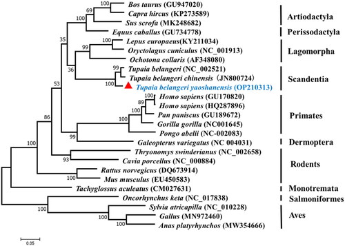 Figure 3. ML phylogenetic tree of 25 species developed based on 13 concatenated PCGs. Sequences of the 13 concatenated PCGs of T.b. yaoshanensis from southern China indicated by red triangles (▲). The nucleotide sequences of other 13 concatenated PCGs used in this study were obtained from GenBank.