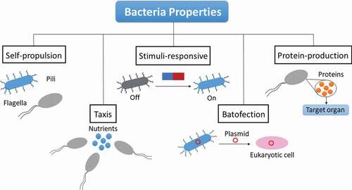 Figure 1. Representative scheme of interesting bacterial properties for drug delivery systems: self-propulsion thanks to the use of flagella and pili; taxis movement of bacteria toward nutrients; stimuli-responsive bacteria that can be activated with an adequate stimuli; batofection or the ability to transfect their plasmid material to cells; protein-production by the bacteria.