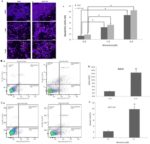 Figure 3. Monensin induces apoptosis in human colorectal cancer cells. (A) Hoechst 33258 staining assay for RKO (a) and HCT-116 (b) treated with varied concertrations of monensin at 24 h post-treatment. Apparent apoptotic cells were counted in at least 10 random felds under 100× magnification. The apoptotic rate rose significantly in monensin-treated RKO and HCT-116 cells (*, p < 0.05) (c). (B) Annexin V-FITC flow cytometry analysis for RKO (a). (b)*, p < 0.05 (monensin-treated group vs. control group). (C) Annexin V-FITC flow cytometry analysis for HCT-116 (a). (b)*, p < 0.05 (monensin-treated group vs. control group). Each assay condition was done in triplicate.