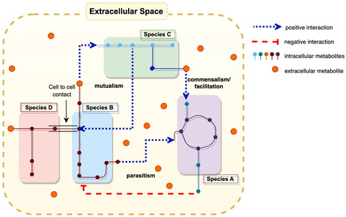 Figure 1. Pathways activated/inhibited by the exchange of metabolites via extracellular space. This figure illustrates four participant species exchanging metabolites. Species B and species C have a mutualistic interaction. Species C facilitates the growth of species A. Species A has a parasitic relation with species B, where species A is facilitated by metabolites released from species B but the metabolites released from species A have adverse effects on species B. While species B and D are in contact through cell-to-cell contact via gap junctions. The small nodes here represent metabolites, the connections between nodes represent reaction, and the Mono-colored nodes and connections represent a biochemical pathway. This is a simple representation of metabolic pathways and the effect of metabolites from neighboring organisms.