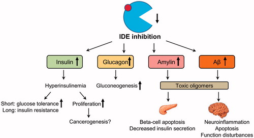 Figure 1. Possible side effects of pharmacological IDE inhibition. Pharmacological inhibition of IDE activity can increase levels of its targets – insulin, glucagon, amylin, and beta-amyloid (Aβ). Increased insulin acutely improves glucose tolerance; however, a long-term hyperinsulinemia can deteriorate insulin resistance. Increased activation of insulin-mediated proliferation pathway can facilitate cancerogenesis. Increased postprandial glucagon can induce gluconeogenesis in the liver which will worsen hyperglycemia. Increased levels of amylin in the pancreas and Aβ monomers in the brain can lead to the formation of toxic oligomers following by the function impairments and death of beta-cell and neurons.