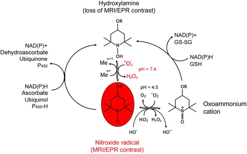 Figure 1. Redox-cycle of nitroxide and dynamics of its MRI/EPR contrast in living cells and tissues (original scheme; reprinted with permission from Zhelev et al. [Citation31] Copyright © 2012 Elsevier Ltd.)