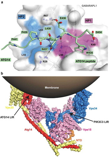 Figure 6. Structure of ATG14 LIR-W435 motif bound to GABARAPL1. (a) Close-up of the peptide structure for wild-type ATG14 LIR motif bound to GABARAPL1. The LIR of ATG14 (amino acids 429–443) is displayed in green cartoon with the interacting residues shown as sticks. GABARAPL1 is displayed in white cartoon and transparent surface with the hydrophobic pocket 1 and 2 colored in pink and blue surfaces, respectively. (b) Model of yeast complex I containing the PIK3C3 homolog Vps34, PIK3R4 homolog Vps15, BECN1 homolog Vps30 and Atg14 (PDB ID: 5DFZ) on a curved membrane [Citation6]. The membrane-proximal localization position of ATG14 and PIK3C3 LIR motifs is indicated on the figure. The structure of the part of BECN1 containing the LIR motif is not solved and therefore impossible to localize on the model.