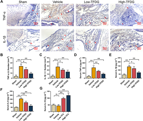 Figure 3 TFDG reduced the inflammatory cytokines in vivo. (A) Immunohistochemistry staining of TNF-α and IL-1β in CIA mice. (The red arrows point to positive cells. Scale bar: 50μm.) (B and C) Quantitative analysis of the number of positive cells in immunohistochemistry staining. (D–G) ELISA analysis of TNF-α, IL-1β, IL-6 and IL-10 in peripheral blood. (*p<0.05 and **p<0.01 compared with the vehicle group, n=8 each group).