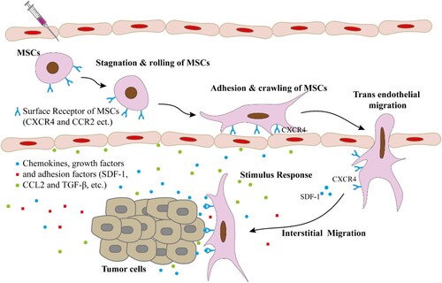 Figure 1. Homing/migration of MSCs towards target tissue/cells. Stem cells are injected into the blood vessel, and then participate in the surface adhesion factor-mediated stagnation on the vascular endothelial cells and rolling, adhesion and crawling. Subsequently, stem cells are induced to migrate across endothelial cells through receptor-ligand interaction. Later, chemoattractant-mediated migration in the interstitial of the target tissue and specific interaction with the target cell.