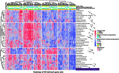 Figure 1. Differential detection of 38 hallmark gene sets in different tumour types, muscle invasive progression, non-muscle invasive progression and tumour grades. NMIBC: non-muscle invasive bladder cancer; MIBC: muscle invasive bladder cancer; TCBC: transitional cell bladder cancer; down: low score in TCBC and recurrent tumour samples; up: high score in TCBC and recurrent tumour samples; §p < .05 in NMIBC and MIBC; #p < .05 in patients with and without muscle invasive progression; &p < .05 in patients with and without non-muscle invasive progression; *p < .05 in low and high tumour grades.