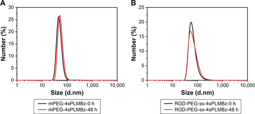 Figure S3 The sizes of mPEG-4sPLMBz (A) and RGD-PEG-ss-4sPLMBz (B) after 48 hours.Abbreviations: mPEG, methoxy poly(ethylene glycol); h, hours; PEG, poly(ethylene glycol).