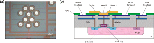 Figure 1. FG FET chip with 8 floating-gate PMOS transistors. (a) Chip surface showing the 8 recording FG transistors. (b) Cross section of the FG FET.